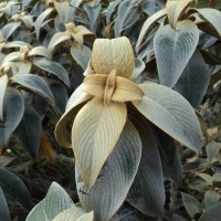 Strobilanthes lanata Nees